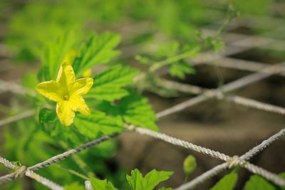 Close-up of yellow flower