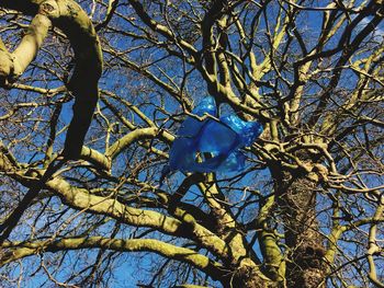 Low angle view of tree against blue sky