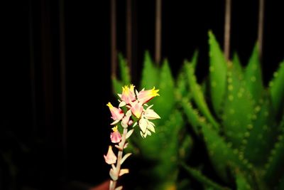 Close-up of maple leaf during autumn