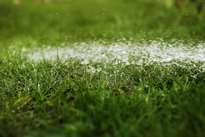 green