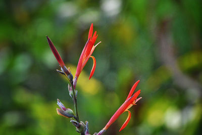 Close-up of red flowering plant