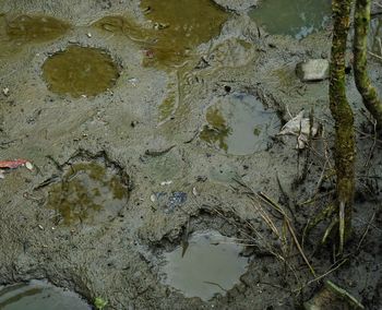 High angle view of puddle