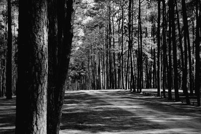 Road amidst trees in forest