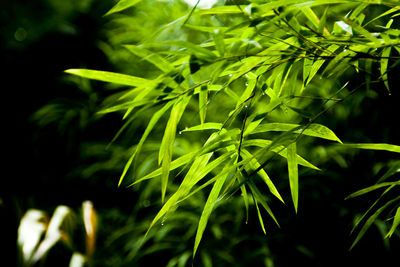 Close-up of fresh green plant