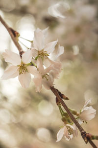 Close-up of apple blossoms in spring