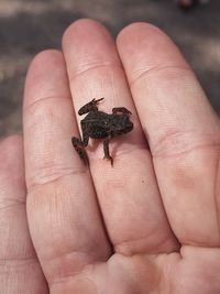 Hand holding baby toad amphibian