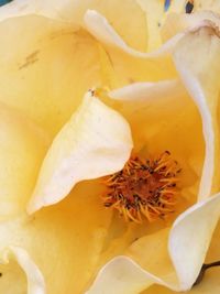 Close-up of yellow flower
