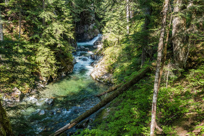 River flowing through rocks in forest