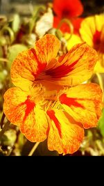 Close-up of orange flowering plant