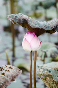 Close-up of pink water lily