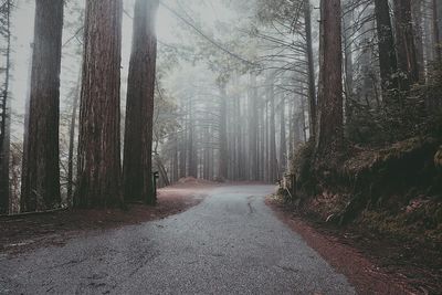 Road amidst trees in forest