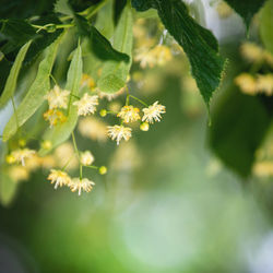 Spring background with closeup of linden tree flowers