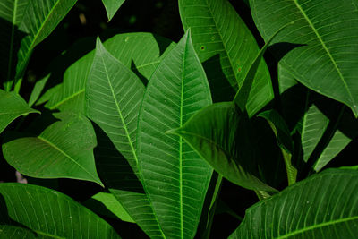 Close-up of green leaves