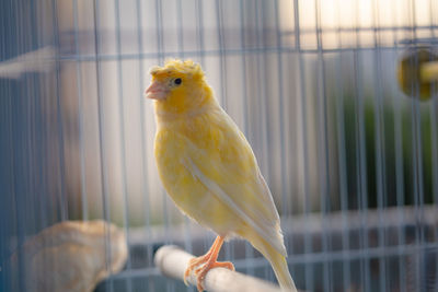 Close-up of parrot perching in cage