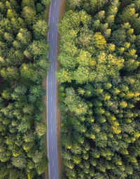 High angle view of fresh green plants in forest