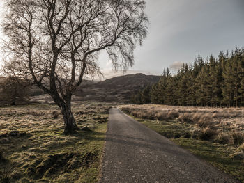 Dirt road amidst trees against sky