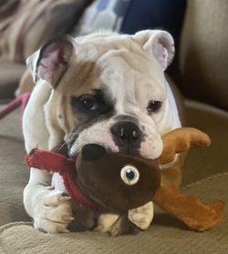 Close-up portrait of dog at toy at home