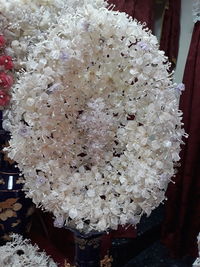 Close-up of white flowering plant