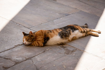 Cats of istanbul