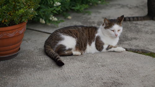 Portrait of a cat