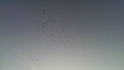 Low angle view of birds flying against sky