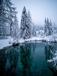 Frozen trees in forest during winter