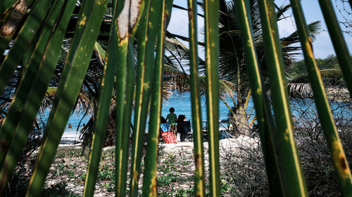 Group of people on palm trees