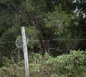 Trees against lush foliage