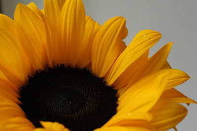 Close-up of fresh sunflower blooming outdoors