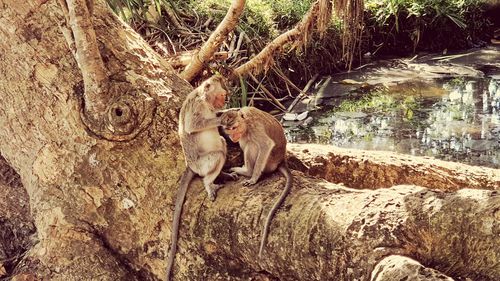 Monkey sitting on tree trunk