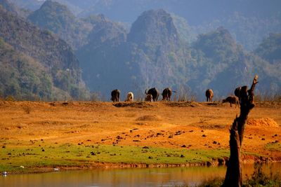 View of horses on landscape