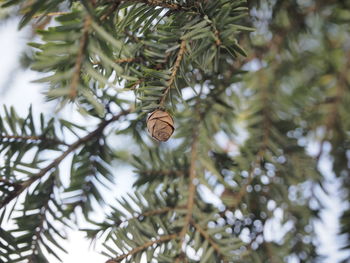 Pine cone on a tree 