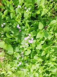 High angle view of purple flowering plants