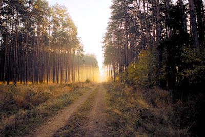 Road amidst trees in forest against sky