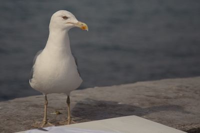 Close-up of seagull perching on land