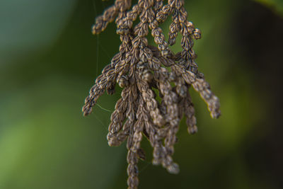 Close-up of rope tied plant