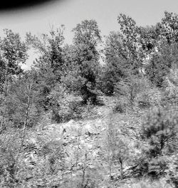 Low angle view of trees in forest against sky