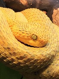 Close-up of lizard in basket