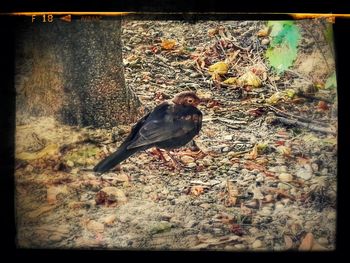 Close-up of bird