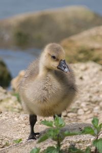 Close-up of gosling on field