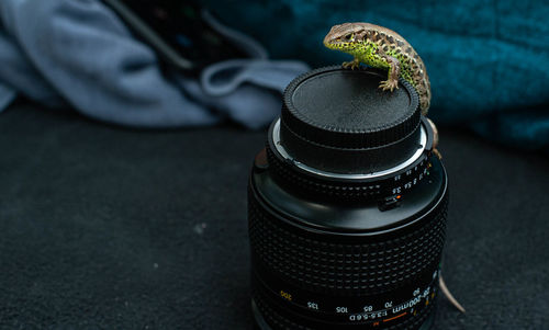 Lizard on a photo lens