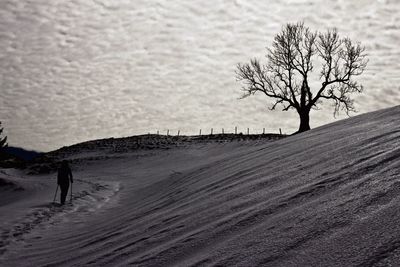 Bare tree on landscape against sky