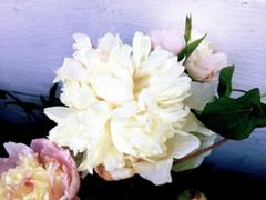 Close-up of white flowers