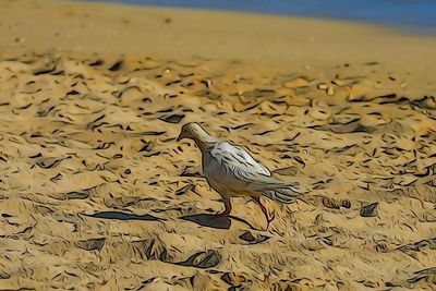 Close-up of seagull perching on sand