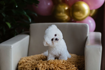 Close-up of dog sitting on sofa at home