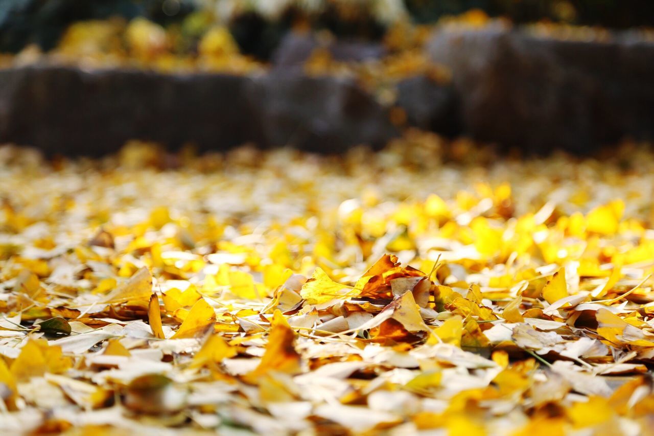 autumn, change, selective focus, surface level, leaf, leaves, season, dry, fallen, abundance, yellow, nature, falling, field, close-up, large group of objects, tranquility, outdoors, no people, beauty in nature