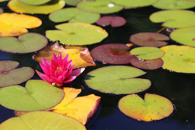 Close-up of pink water lily