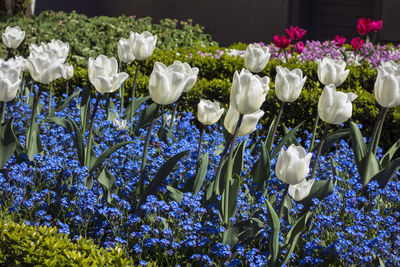 Close-up of tulips blooming in field