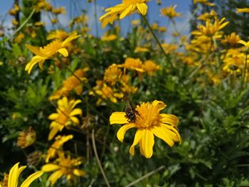 Close-up of yellow flowering plant