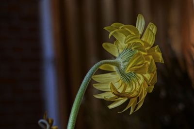 Close-up of yellow flowering plant